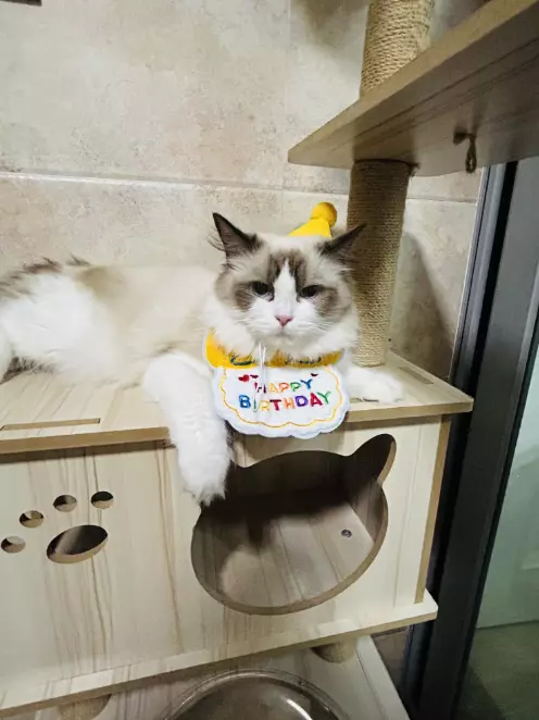 Celebrating our Cat’s 1st Birthday